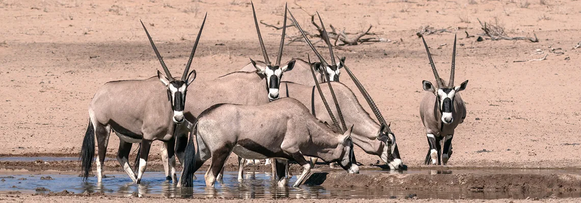 gemsbokke 1140x400