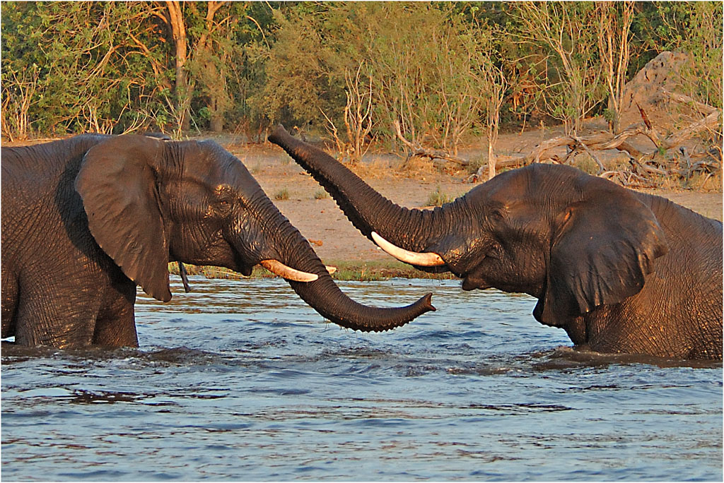 -elephant wave-melanie loubser