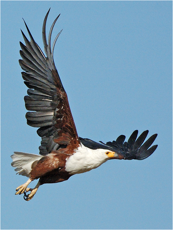 -fish eagle take off-melanie loubser