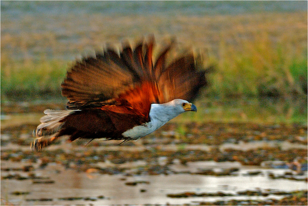 -fish eagle1-henri loubser