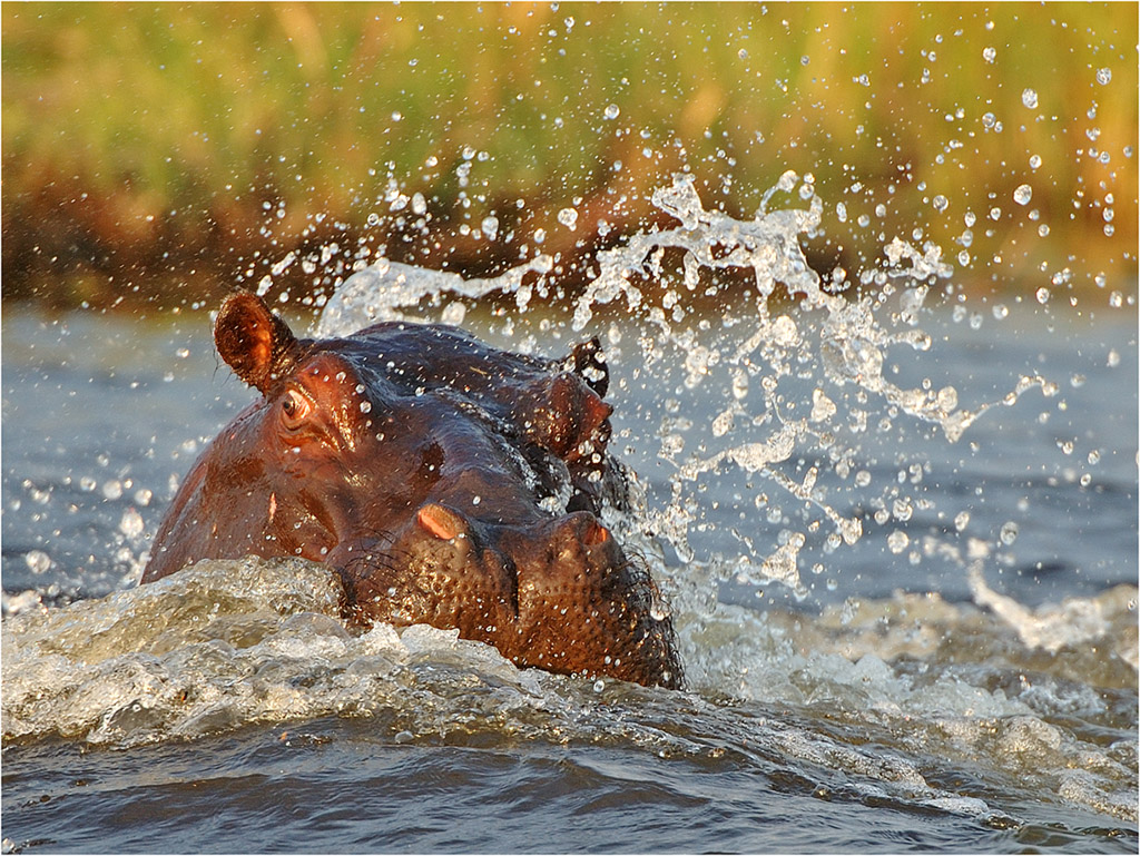 -hippo-melanie loubser