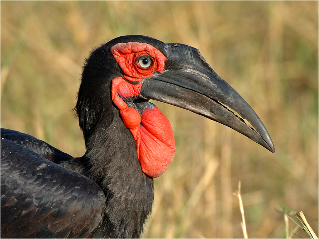 -hornbill-melanie loubser