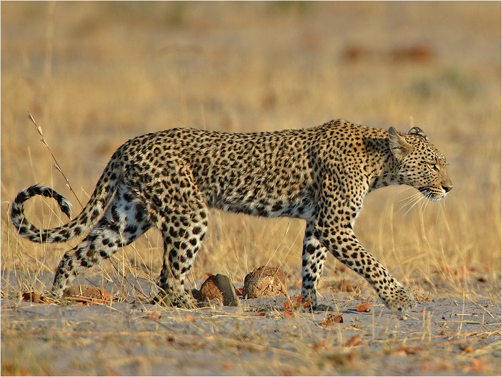 -leopard walking-melanie loubser
