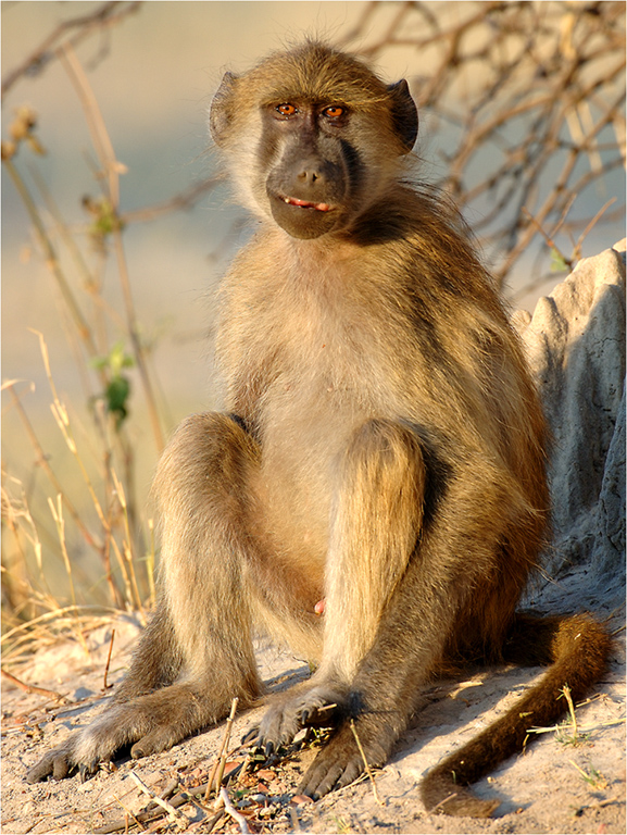 -smiling baboon-melanie loubser