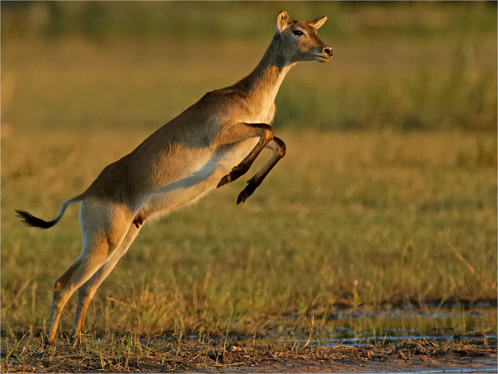 -melanie loubser-lechwe