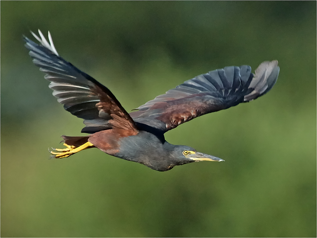 -melanie loubser-rufusnecked heron-new