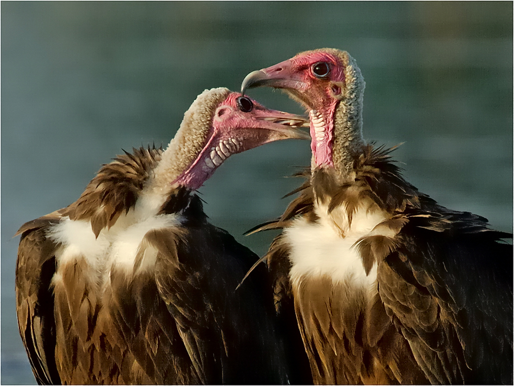 -pink heads-melanie loubser