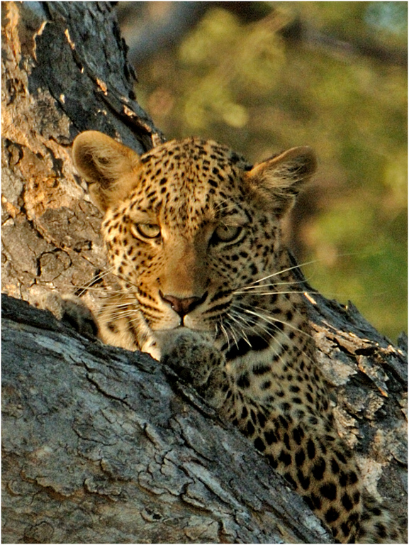 v2-leopard in tree-henri loubser