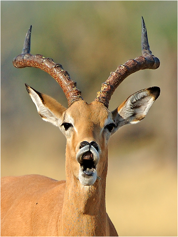 v3-impala call-melanie loubser