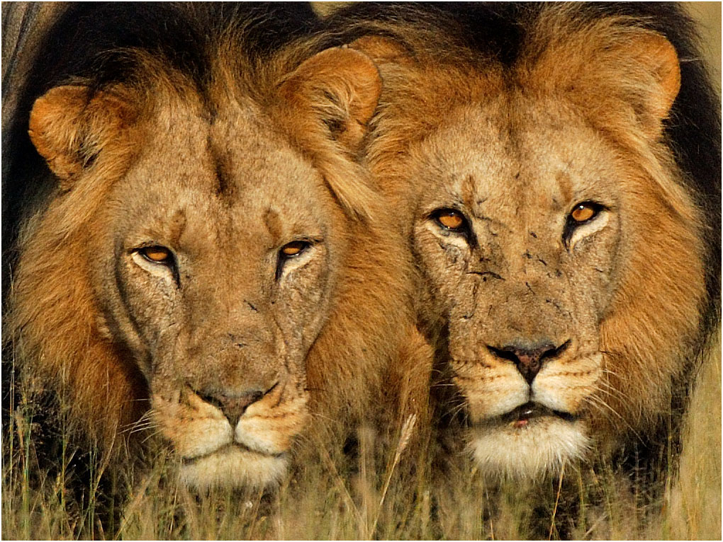 -brothers in crime-melanie loubser