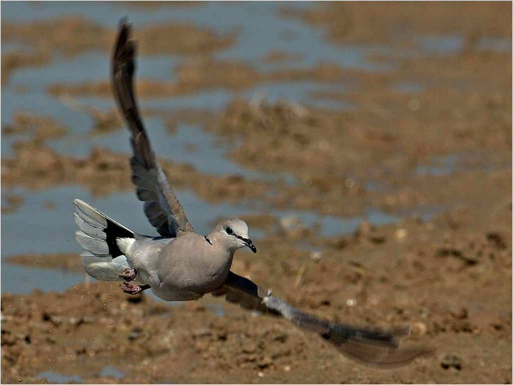 -cape turtle dove-henri loubser