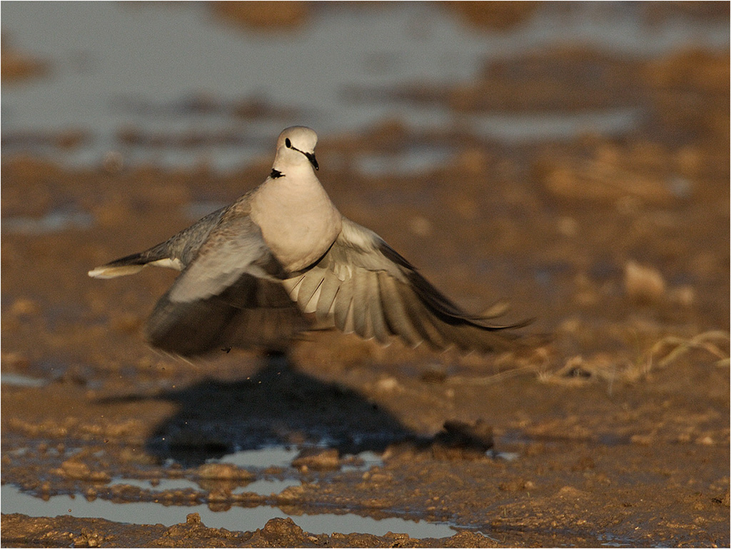 -cape turtle dove-melanie loubser