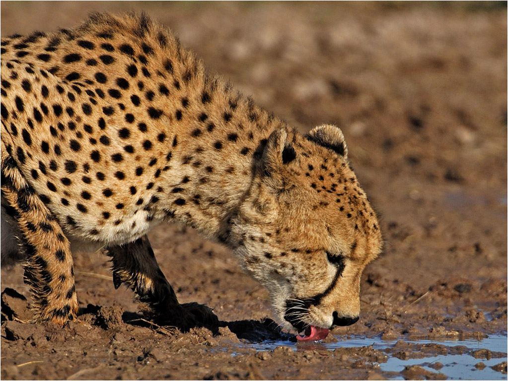 -cheetah drink-melanie loubser