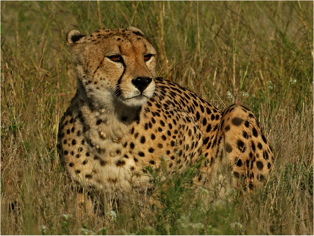 -cheetah1-henri loubser