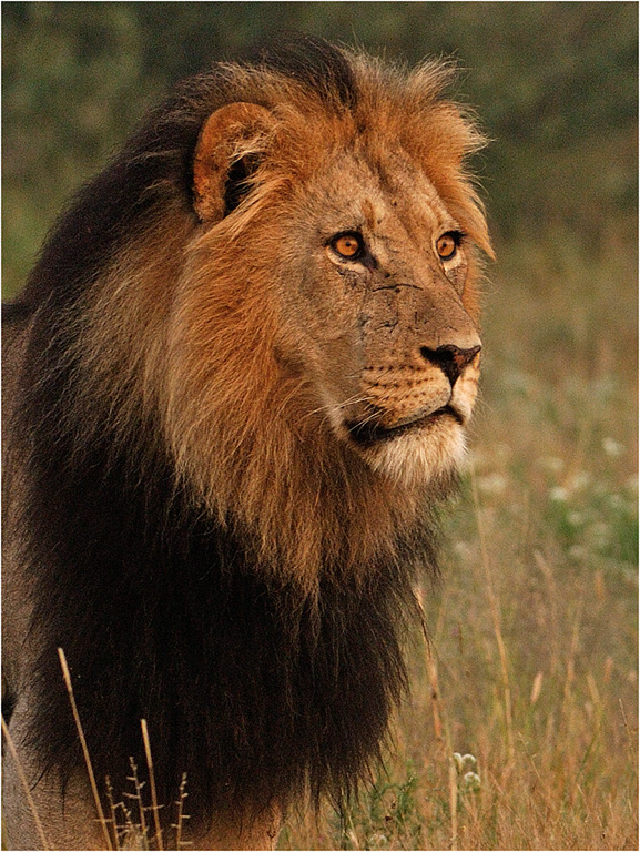 -khutse lion-henri loubser