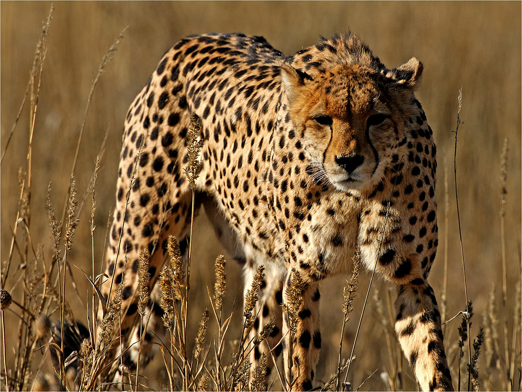 -early cheetah-melanie loubser
