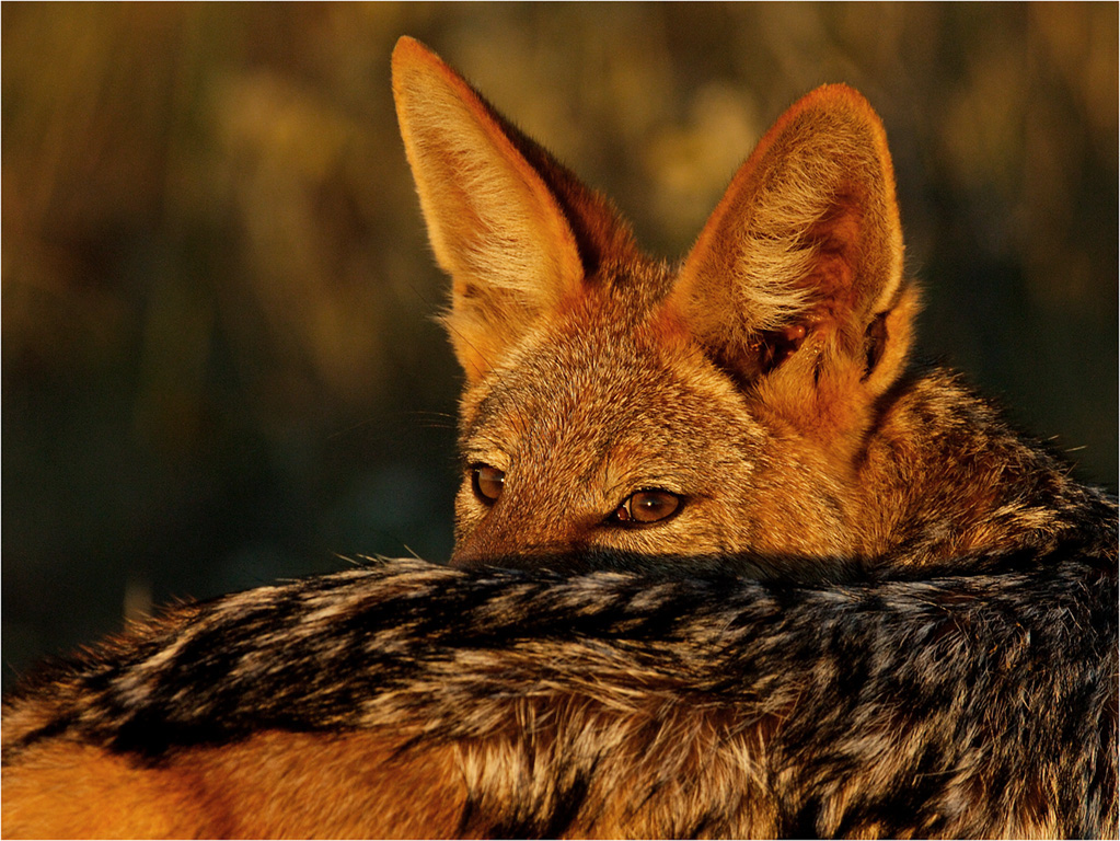 -early jackal-melanie loubser