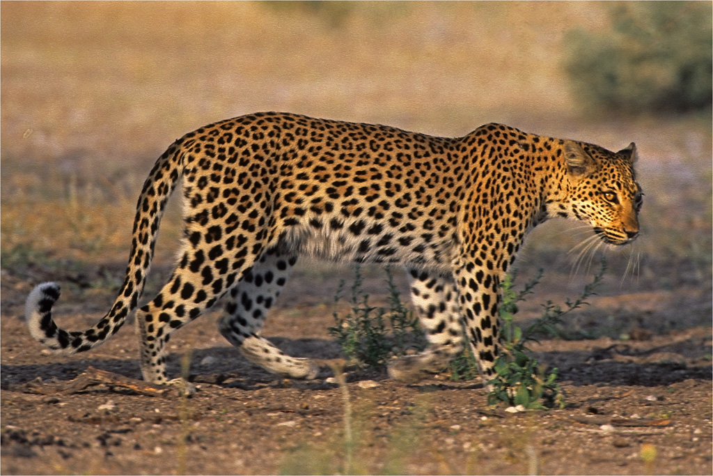 -henri loubser-sundaypan leopard-new