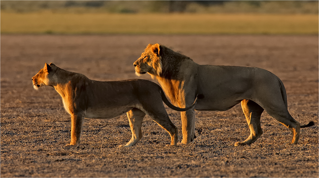 -lions on deception-melanie loubser