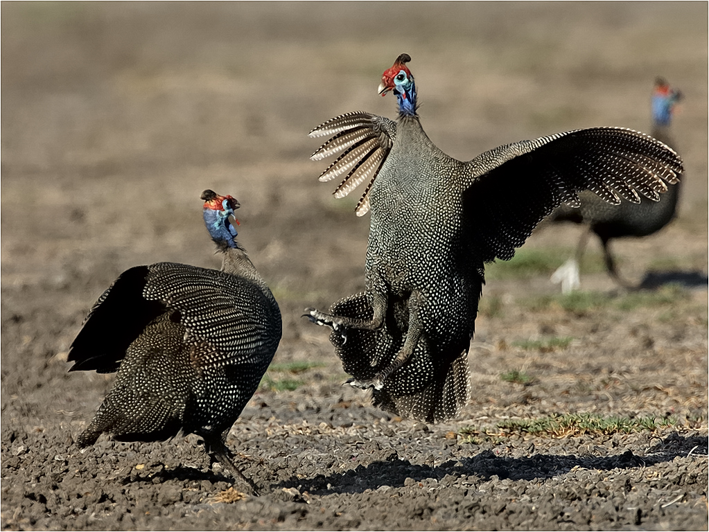 -melanie loubser-guineafowl fight-old