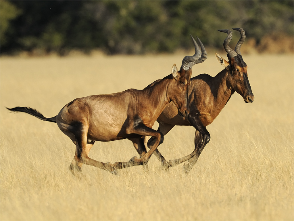 -melanie loubser-fun running