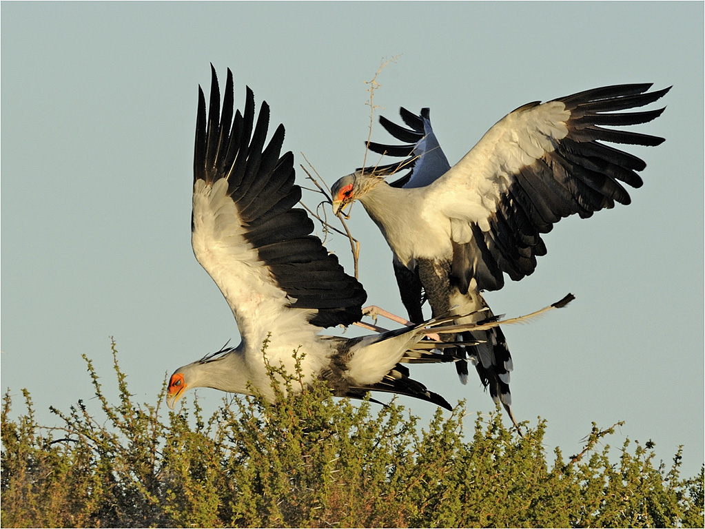 -melanie loubser-nesting secretaries