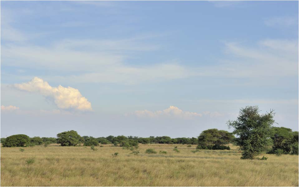 MEL2548Anaboom-mooi-veld