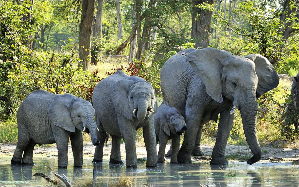 MEL2687elephants-drink