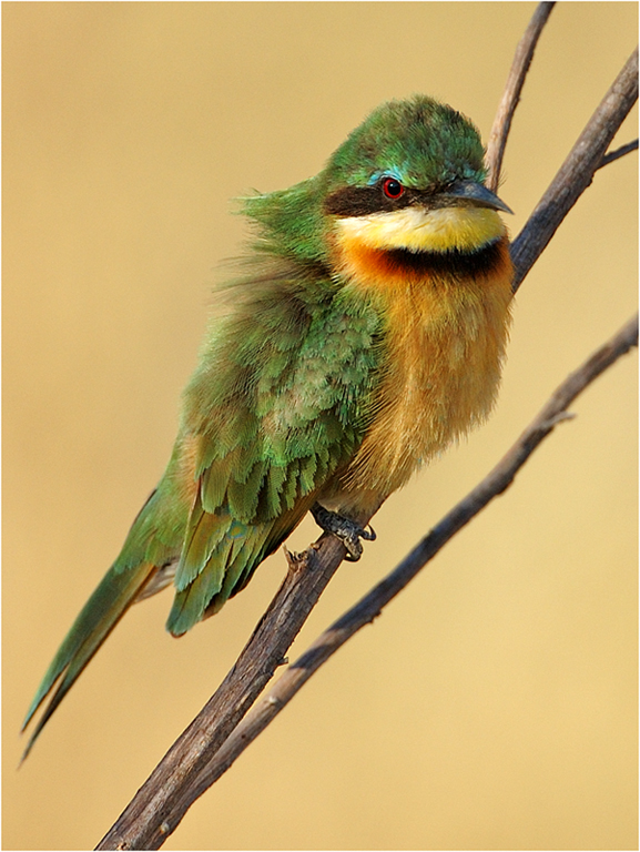 -little bee eater-melanie loubser