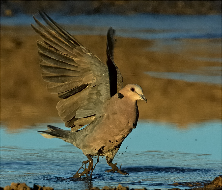 -melanie loubser-late afternoon dove