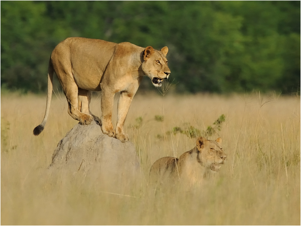 -loubser melanie-lion on lookout