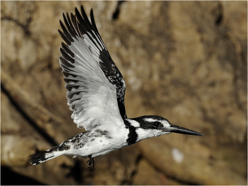 -melanie loubser-kingfisher