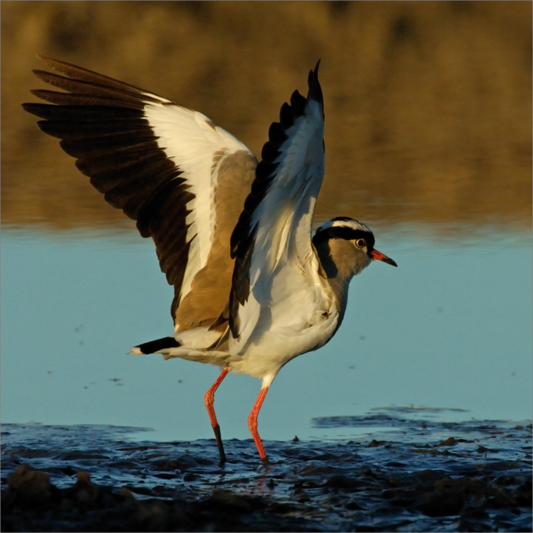 -melanie loubser-plover in sunset