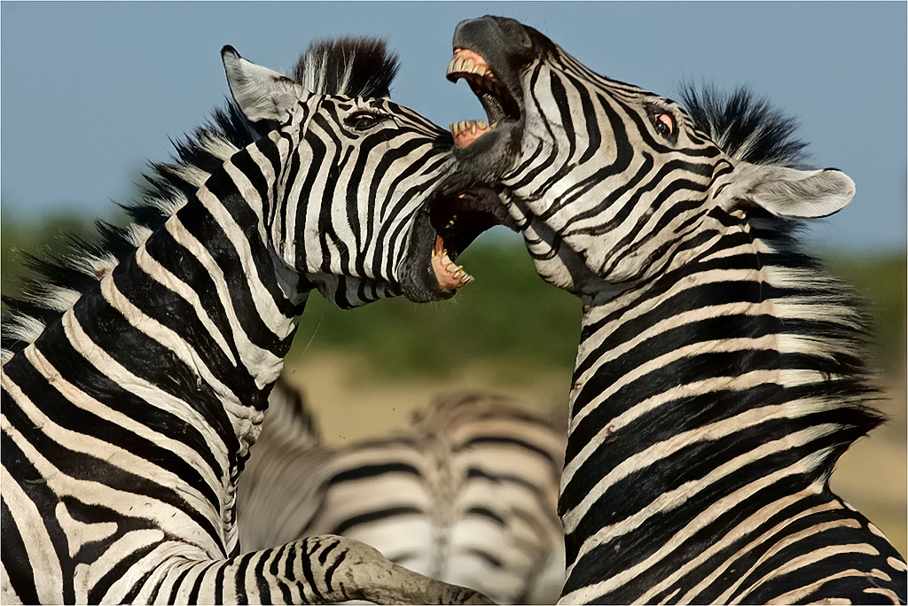 -melanie loubser-zebras play