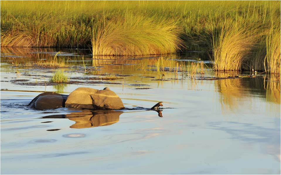 MEL2902-elephant-crossing