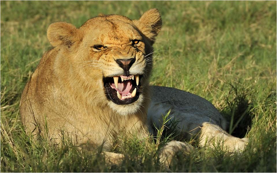 MEL2950angry-female