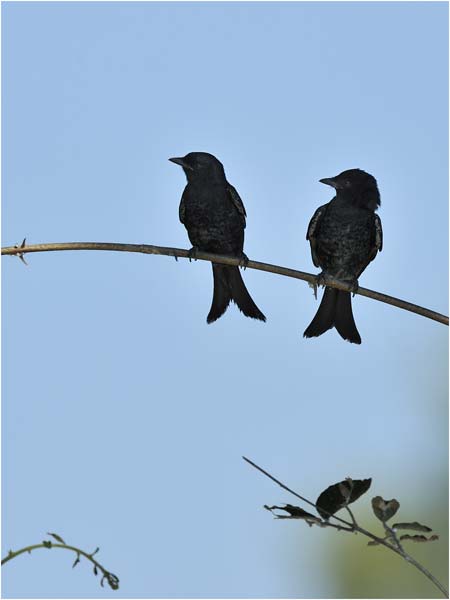 MEL5371two-drongos