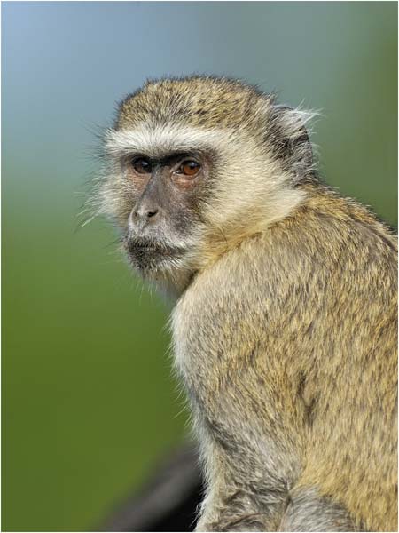 MEL5213pensive-primate