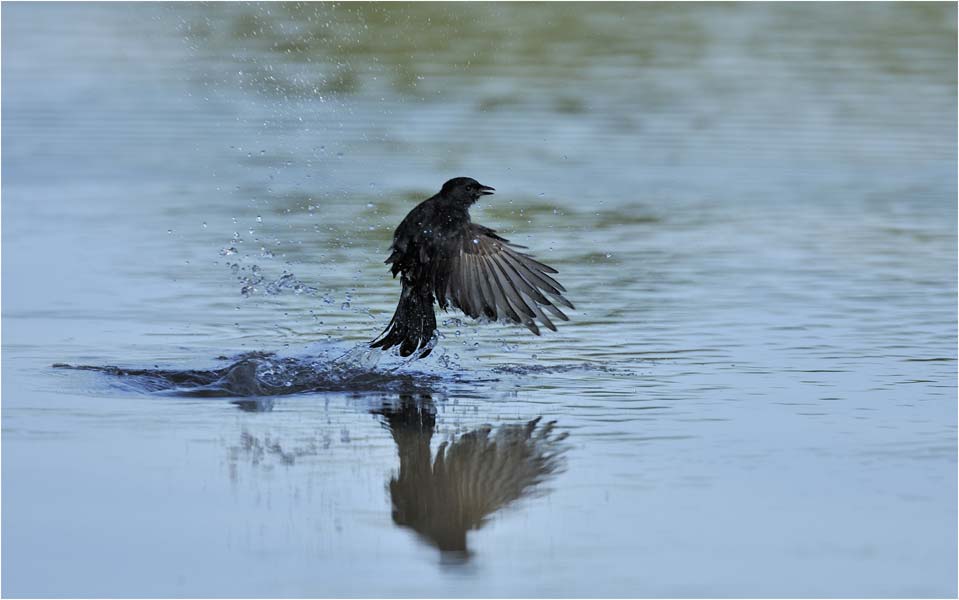 MEL5355drongo-drink