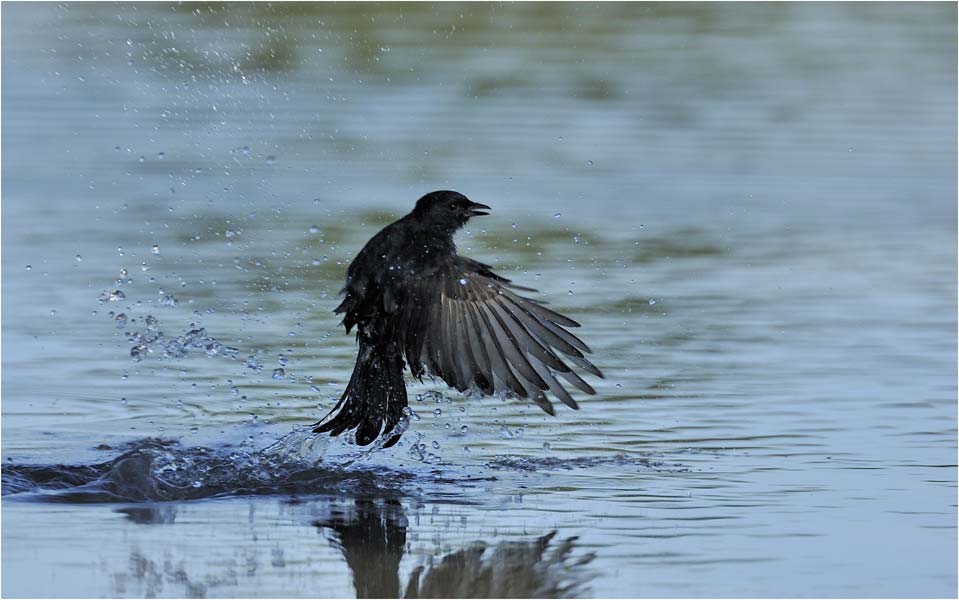 MEL5355drongo-drink