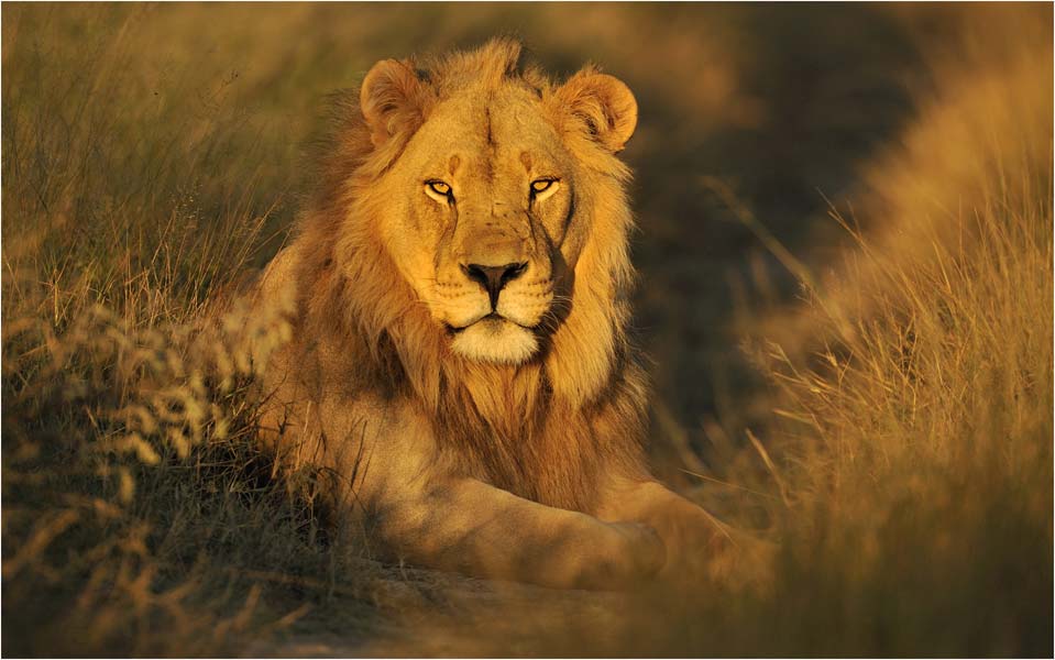 MEL6171Lion-in-last-light