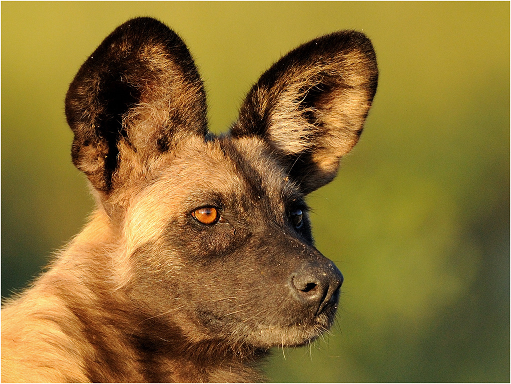 Dogs 0540