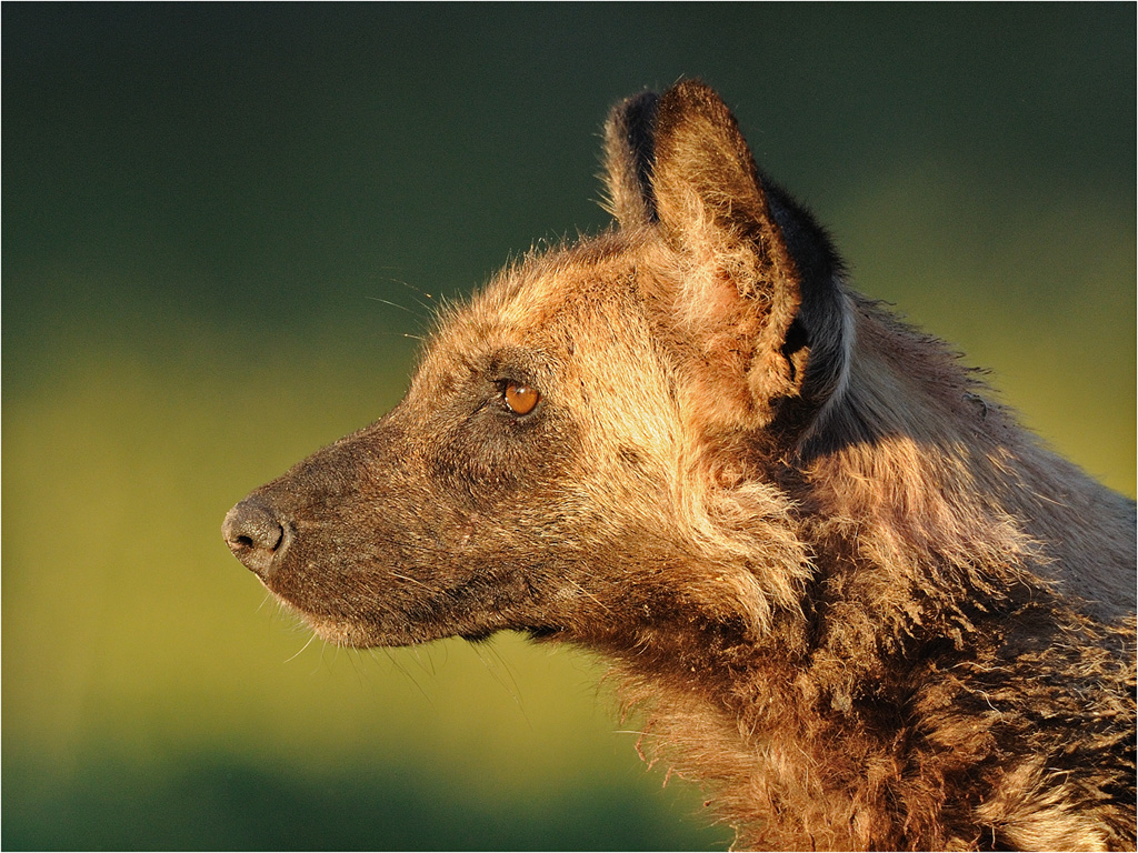 Dogs 0541