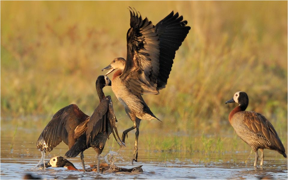 Duck-fight