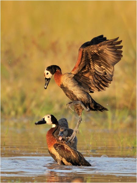 Duck-fight
