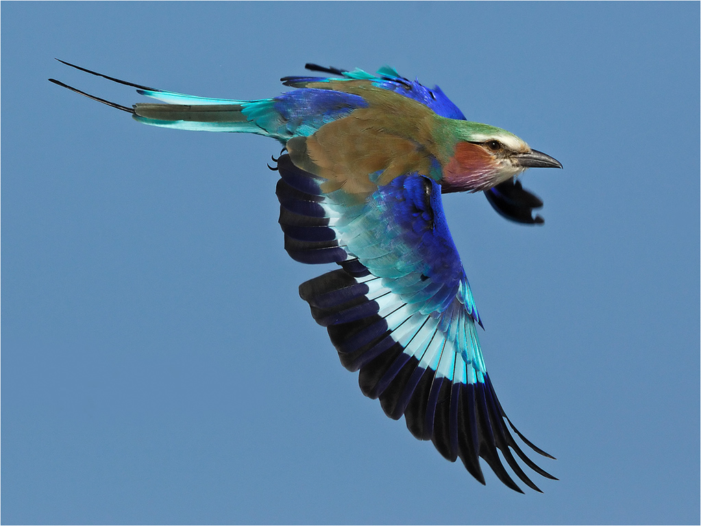 Roller