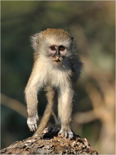 Vervet-face