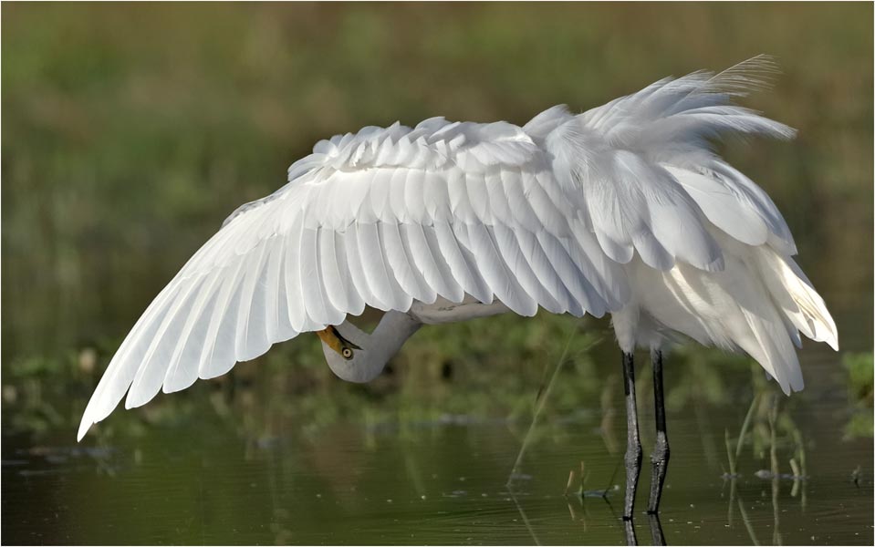 White-egret
