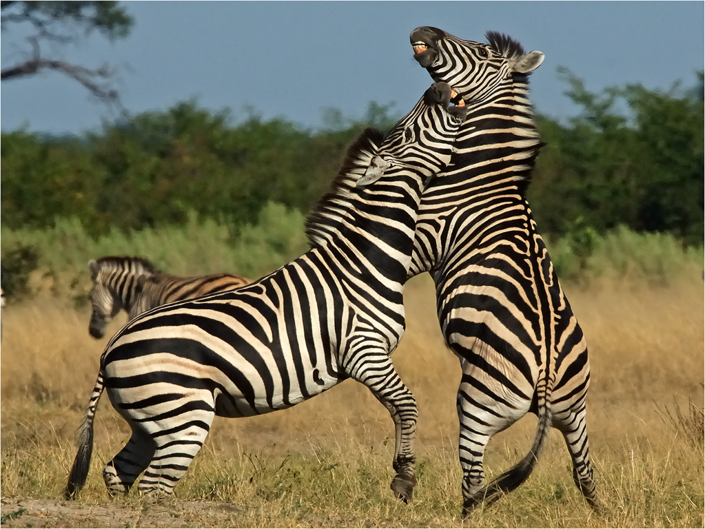 Zebras 7751