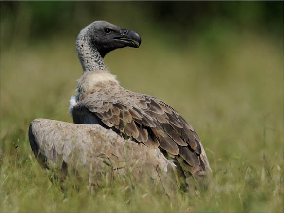 bif cape vulture